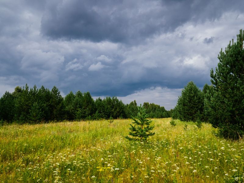 Underbrush Clearing in Houston, TX
